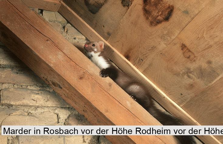 Marder in Rosbach vor der Höhe Rodheim vor der Höhe